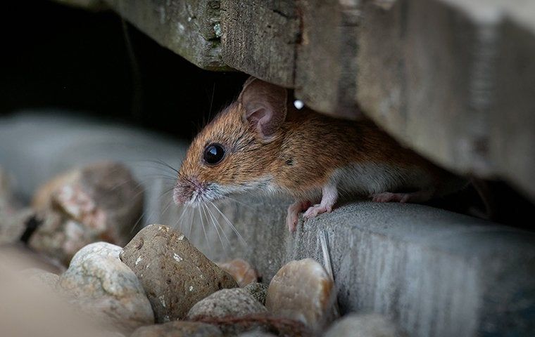 Complete Rodent Prevention Guide For Residents In The Villages ...