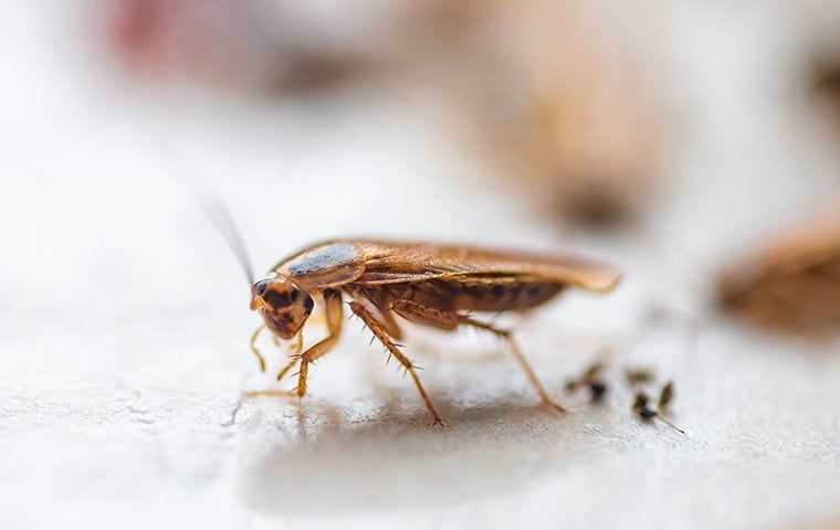 How To Effectively Rid Your House Of Roach Infestations | Bertram Pest ...